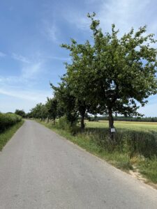 Obstbaumallee